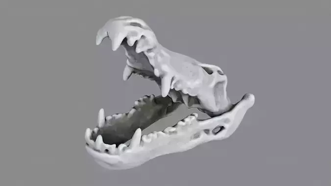 Crocodile Skull Decoration
