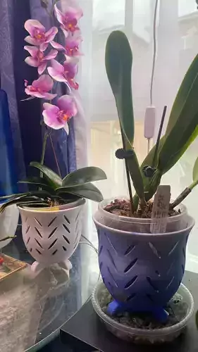 Orchid Pot