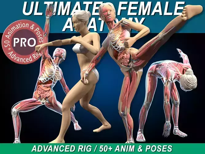 Ultimate Female Anatomy PRO - Advanced Rig w Animation 3D model