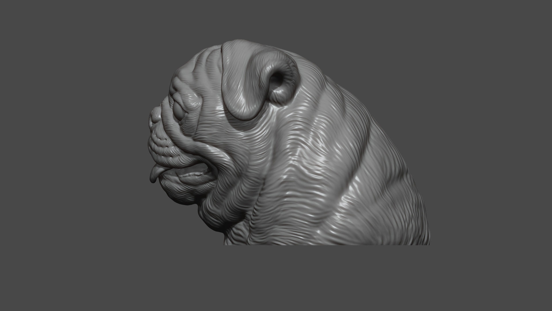 Pug bust version 1 3D print model_10