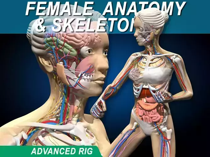Female Anatomy and Skeleton - Advanced Rig