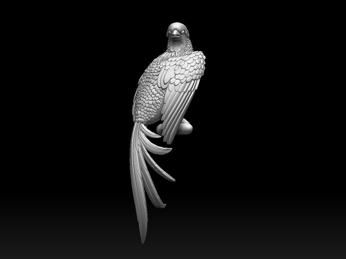 bird parrot 3D print model_26