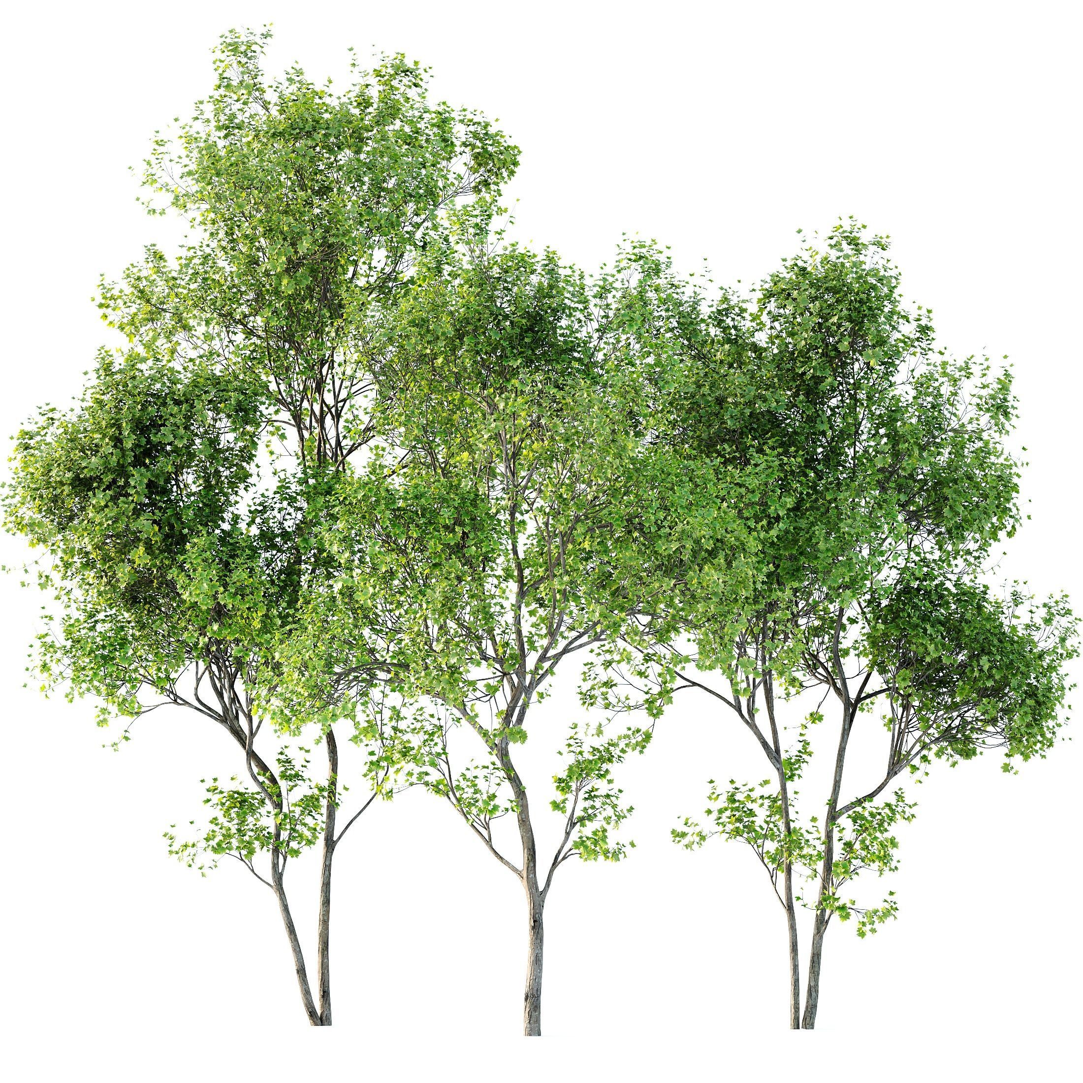 spring trees Maidenhair Ginkgo Biloba and Acer Saccharinum 3D model_1