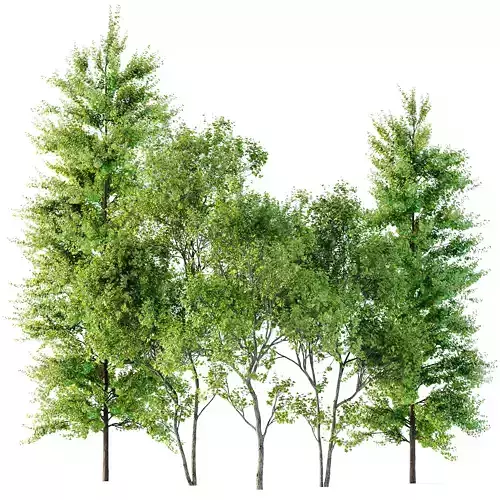 spring trees Maidenhair Ginkgo Biloba and Acer Saccharinum 3D model