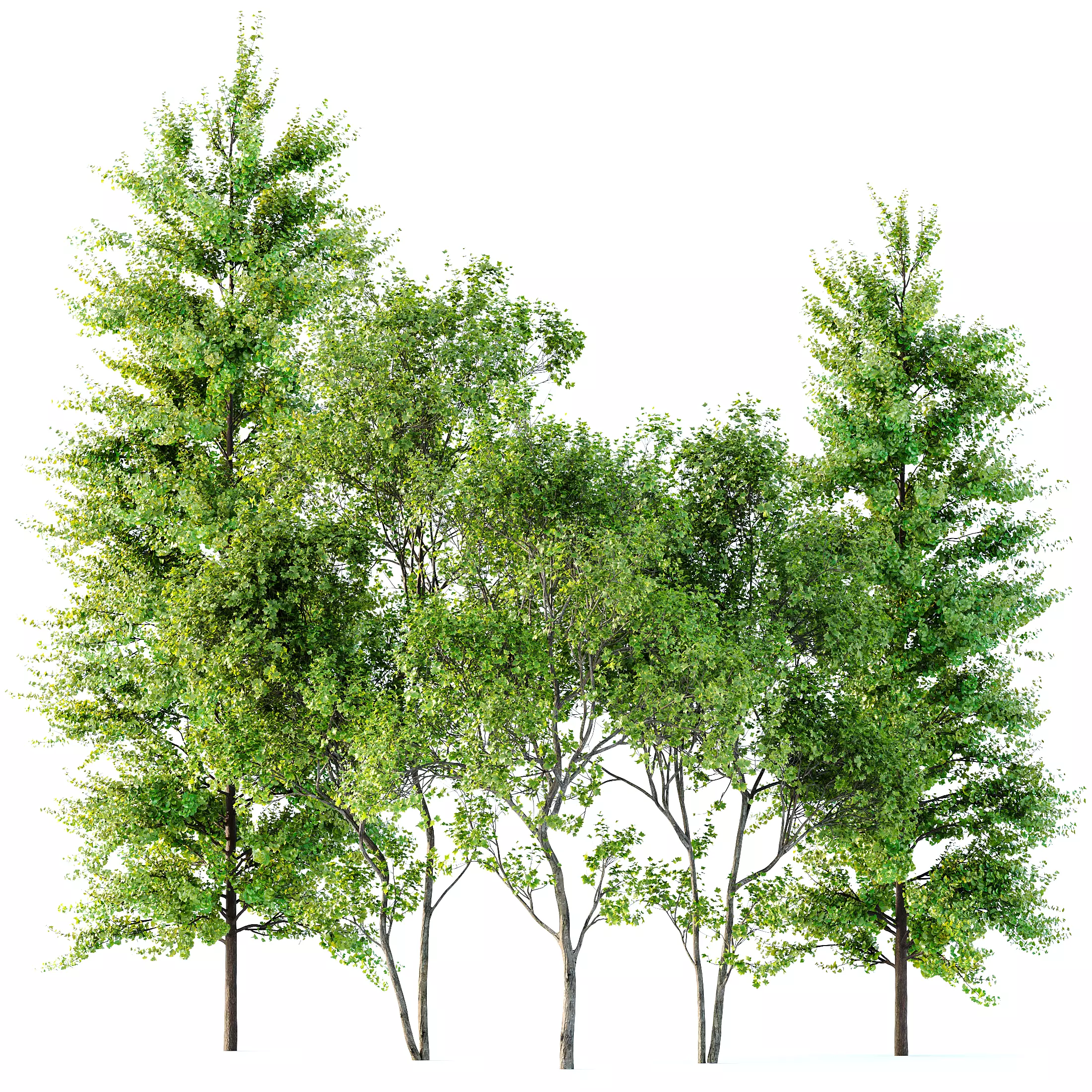 spring trees Maidenhair Ginkgo Biloba and Acer Saccharinum 3D model_0