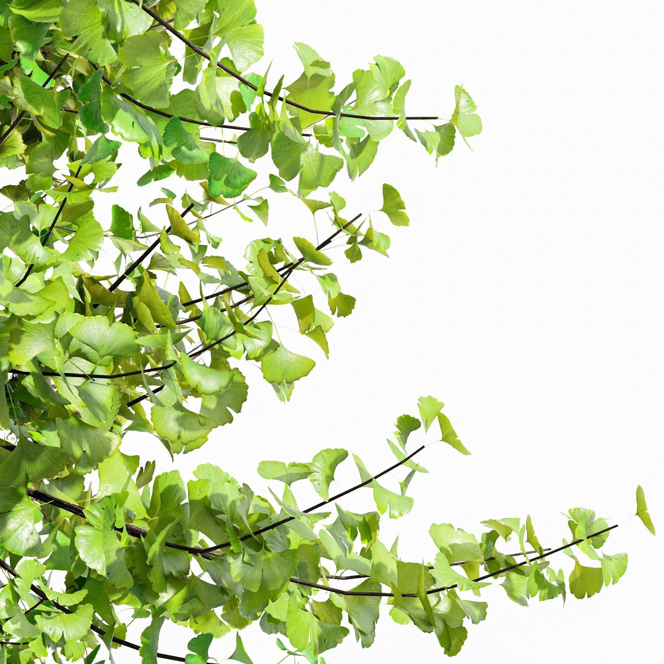 spring trees Maidenhair Ginkgo Biloba and Acer Saccharinum 3D model_3