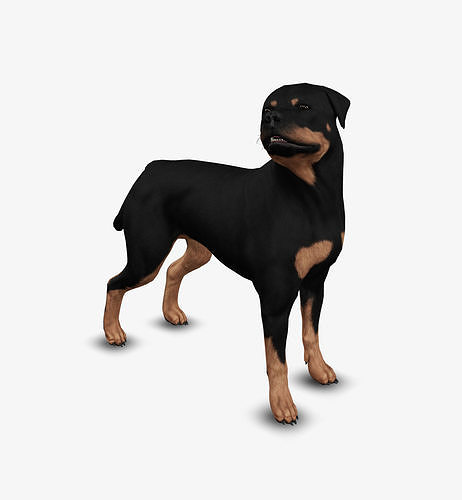 rottweiler 3D model