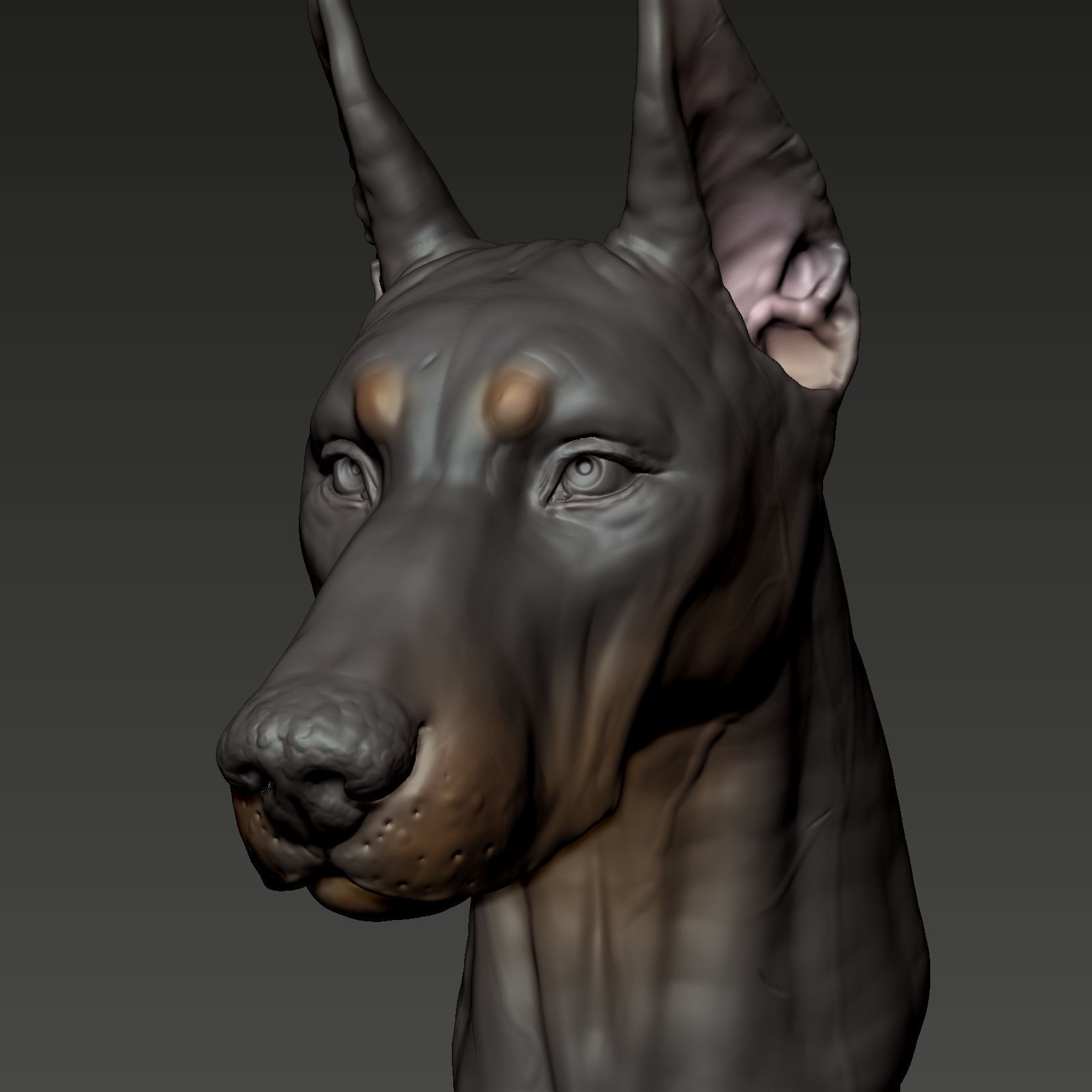 Doberman Pinscher Bust 3D print model_7