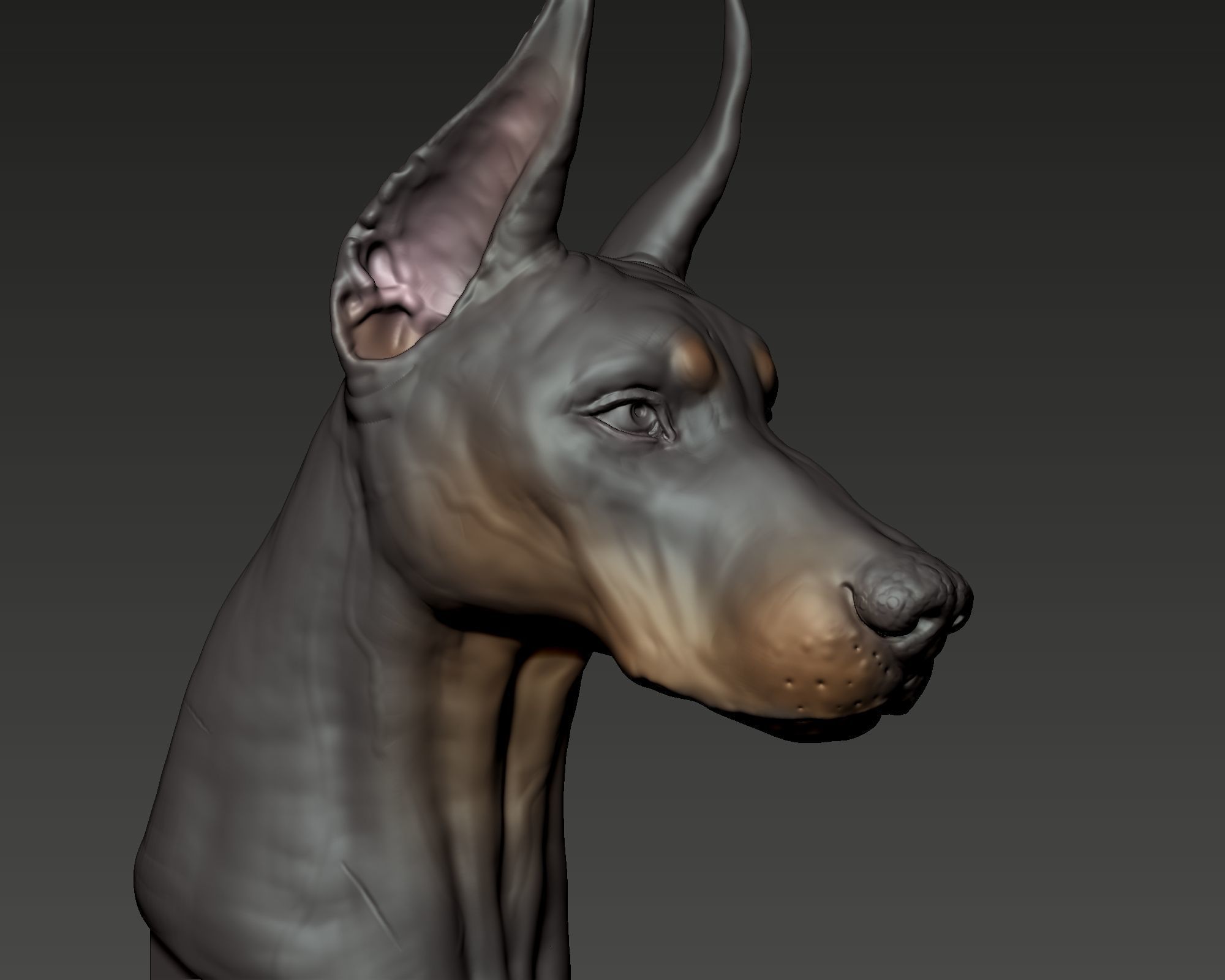 Doberman Pinscher Bust 3D print model_1