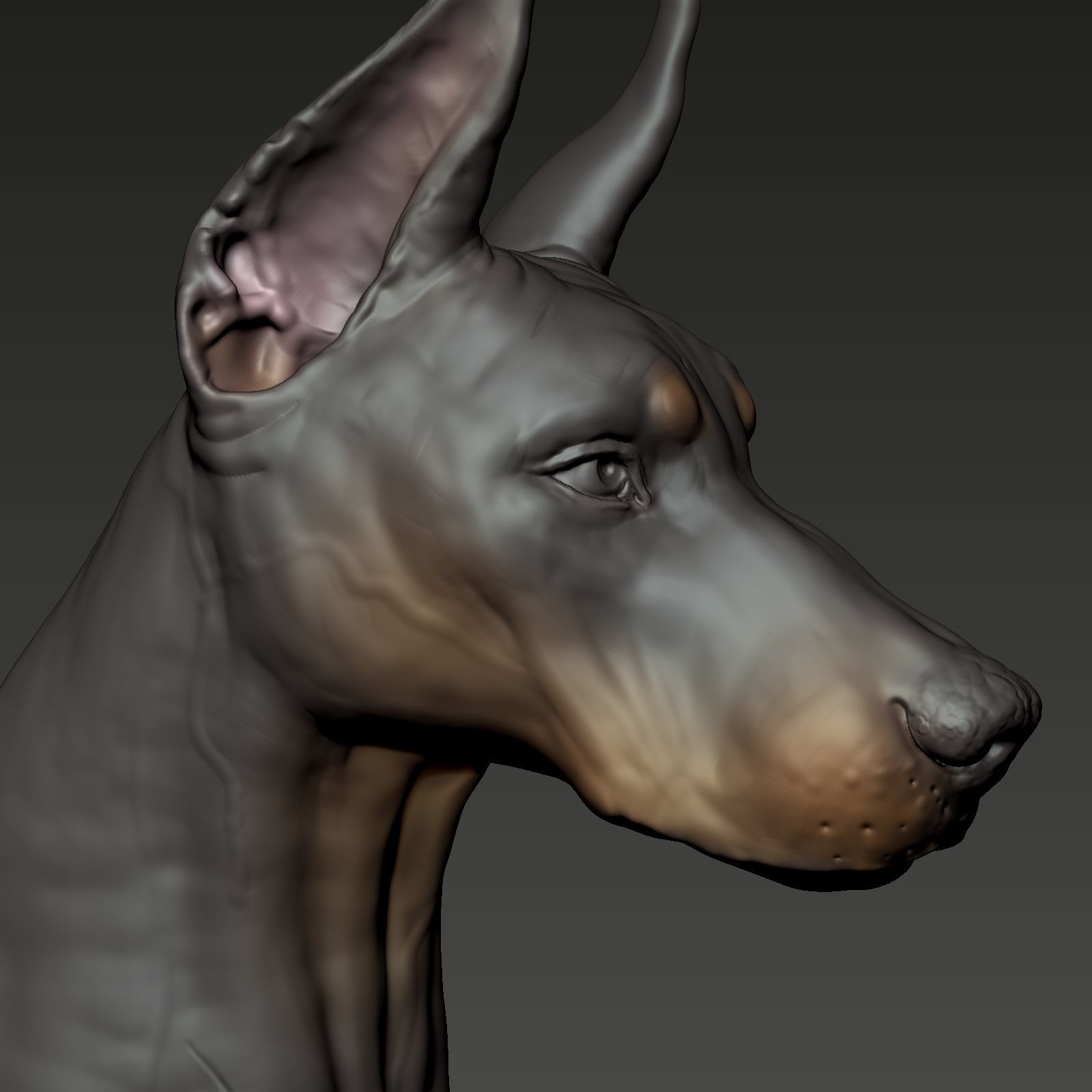 Doberman Pinscher Bust 3D print model_8