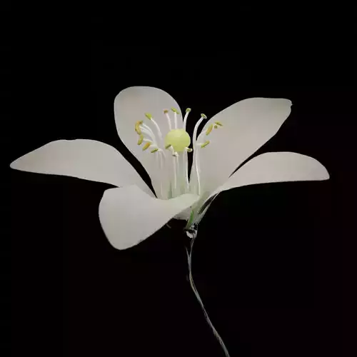 Orange Blossom Flower