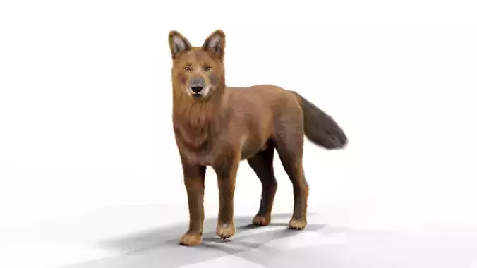 Indian Wild Dog Rigged 3D Model