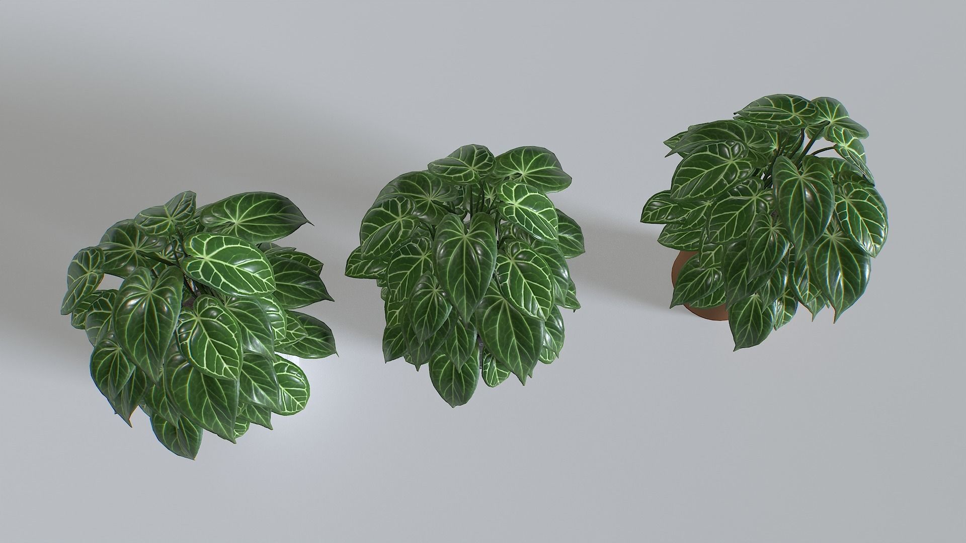Pot Tropical Plant 3 Low-poly 3D model_5