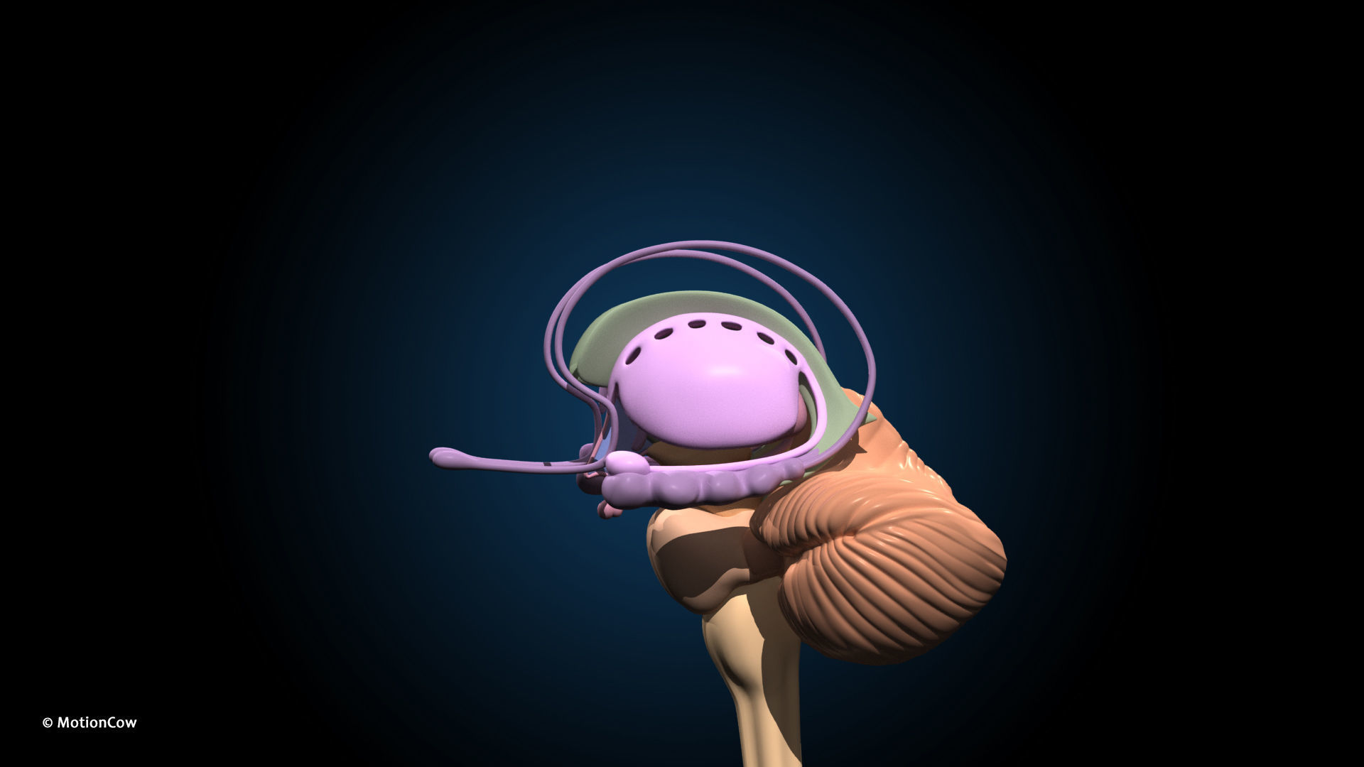 Ultimate Male Anatomy PRO V2 - Advanced Rig w Animation 3D model_45