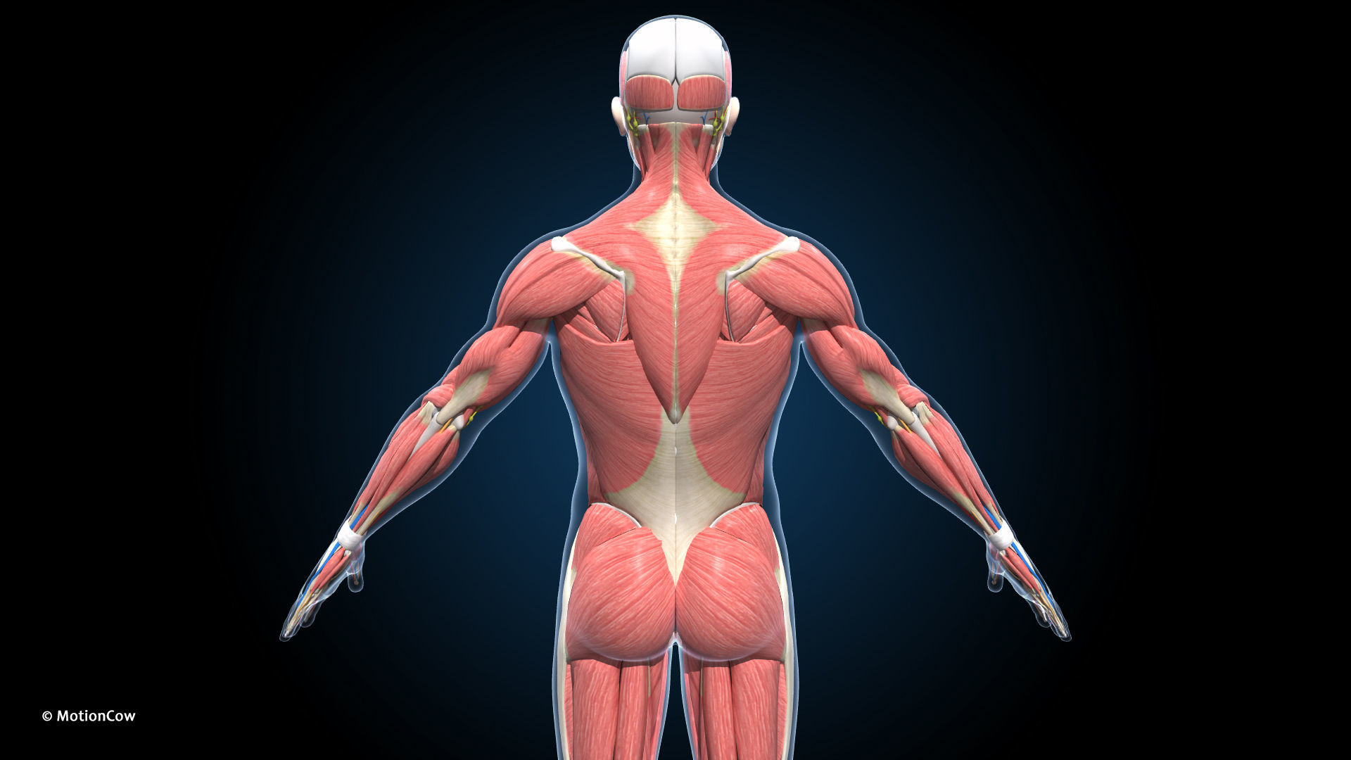 Ultimate Male Anatomy PRO V2 - Advanced Rig w Animation 3D model_9