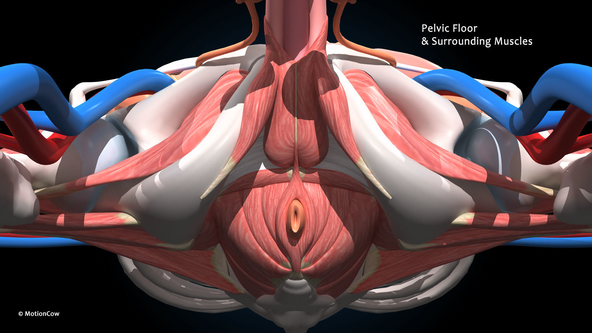 Ultimate Male Anatomy PRO V2 - Advanced Rig w Animation 3D model_34