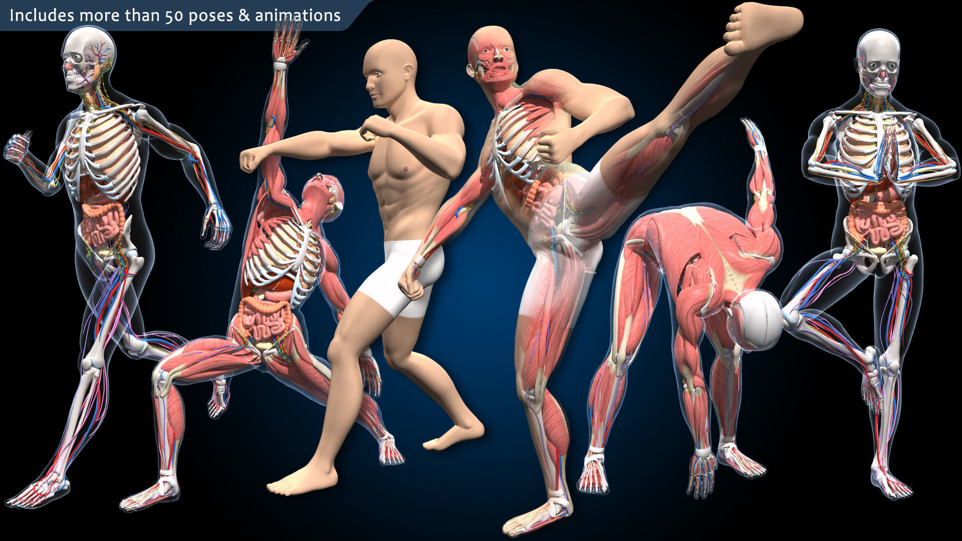 Ultimate Male Anatomy PRO V2 - Advanced Rig w Animation 3D model_4