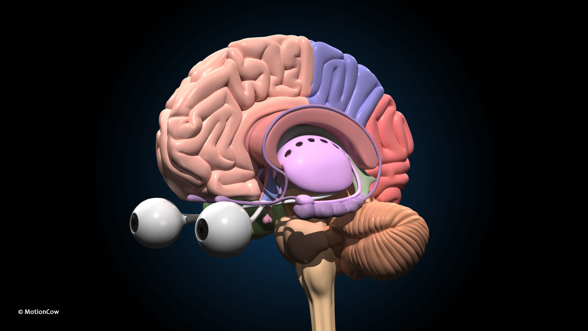 Ultimate Male Anatomy PRO V2 - Advanced Rig w Animation 3D model_38