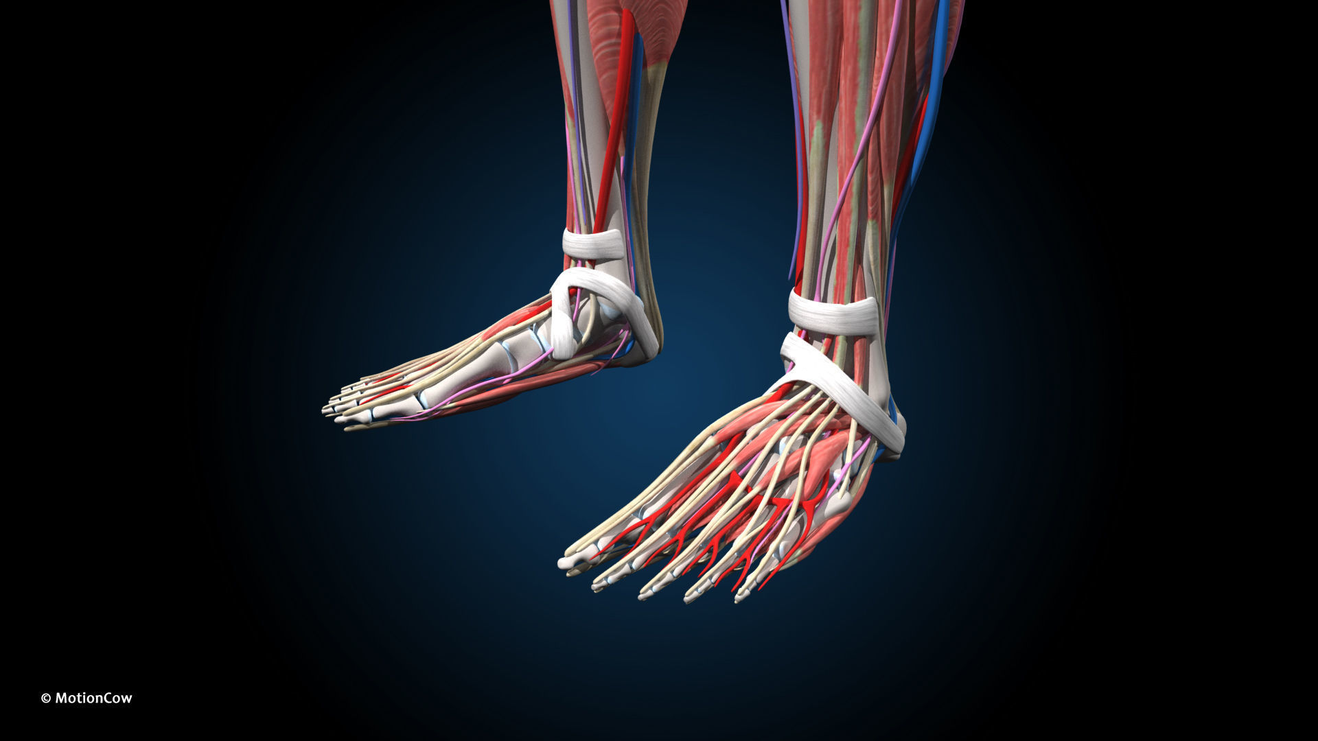 Ultimate Male Anatomy PRO V2 - Advanced Rig w Animation 3D model_28