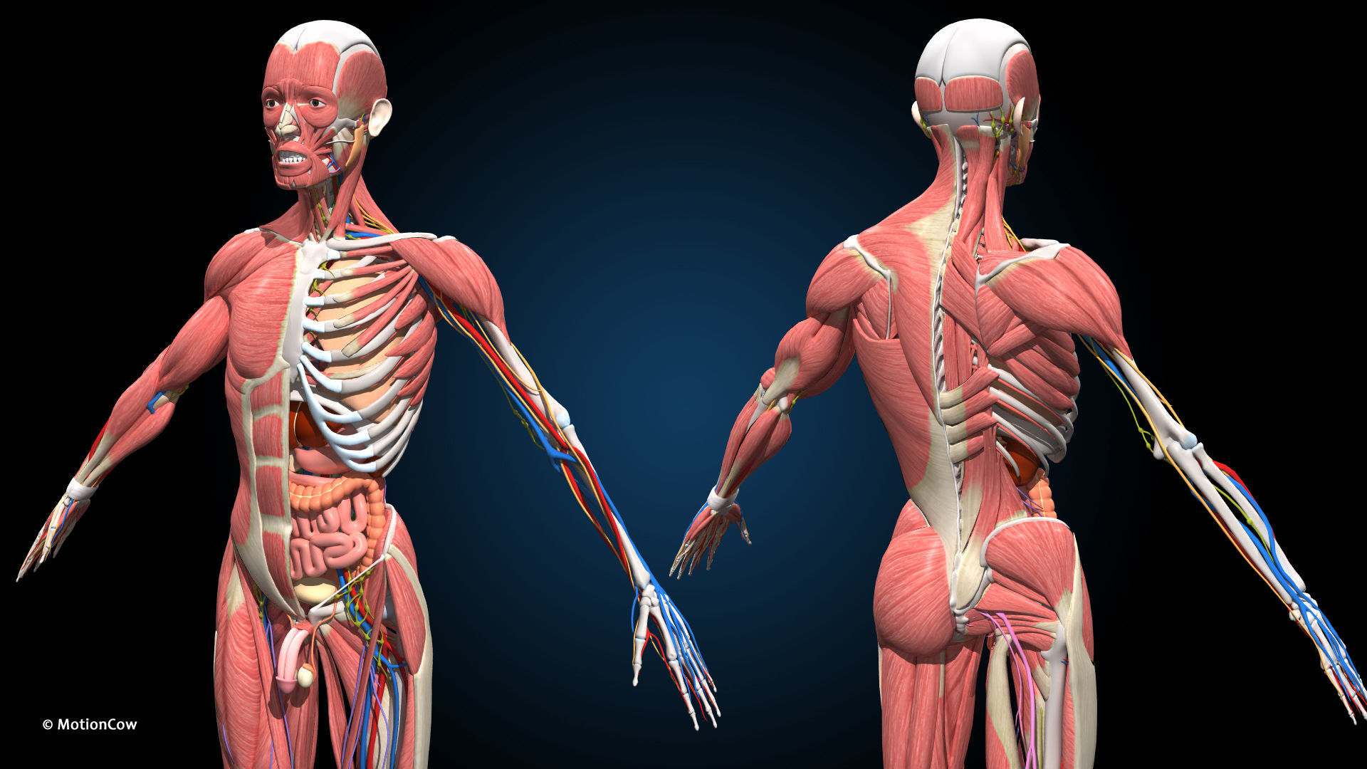 Ultimate Male Anatomy PRO V2 - Advanced Rig w Animation 3D model_13