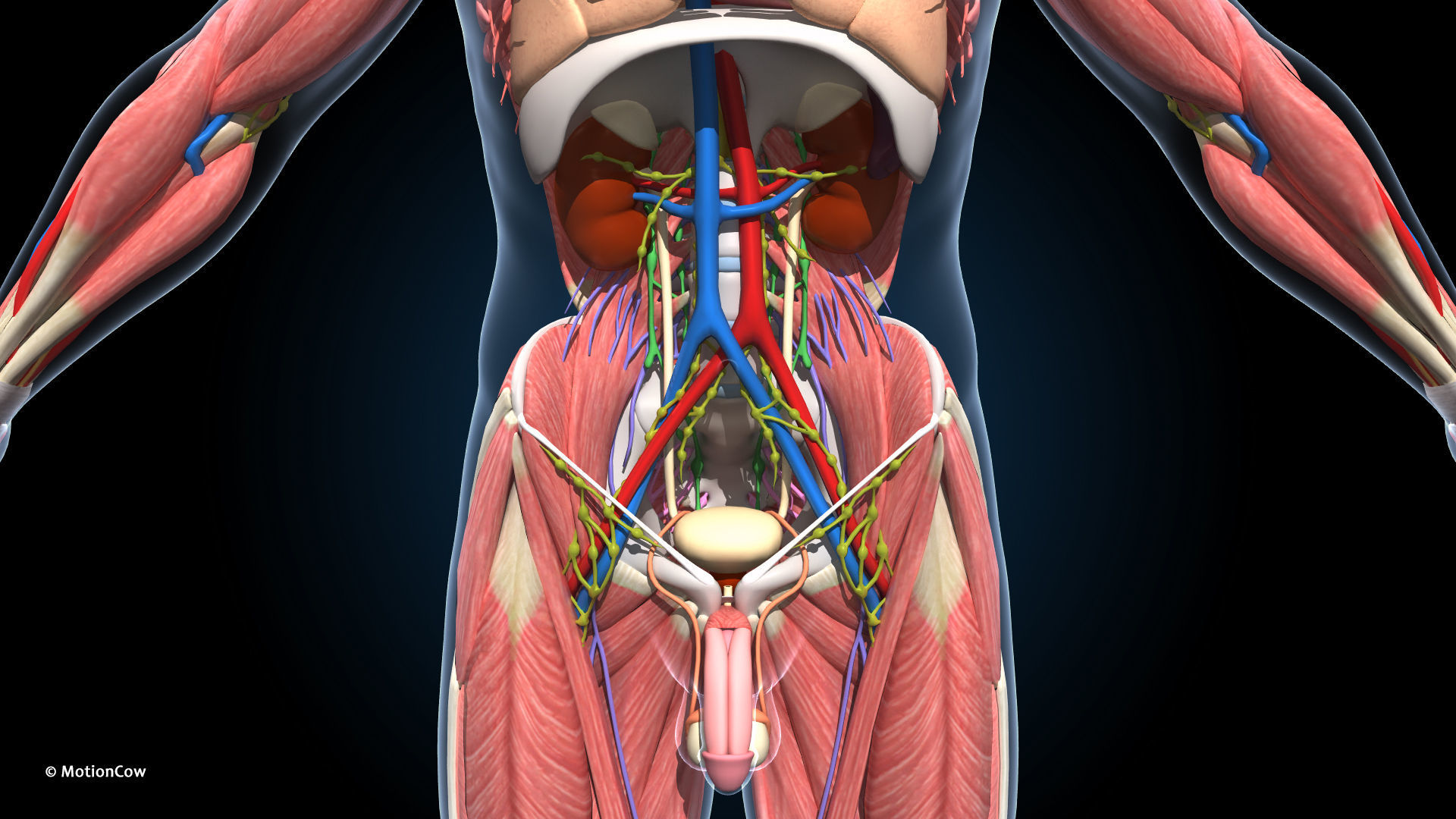 Ultimate Male Anatomy PRO V2 - Advanced Rig w Animation 3D model_33