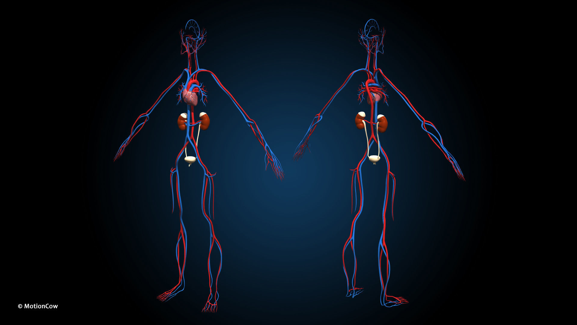 Ultimate Male Anatomy PRO V2 - Advanced Rig w Animation 3D model_35