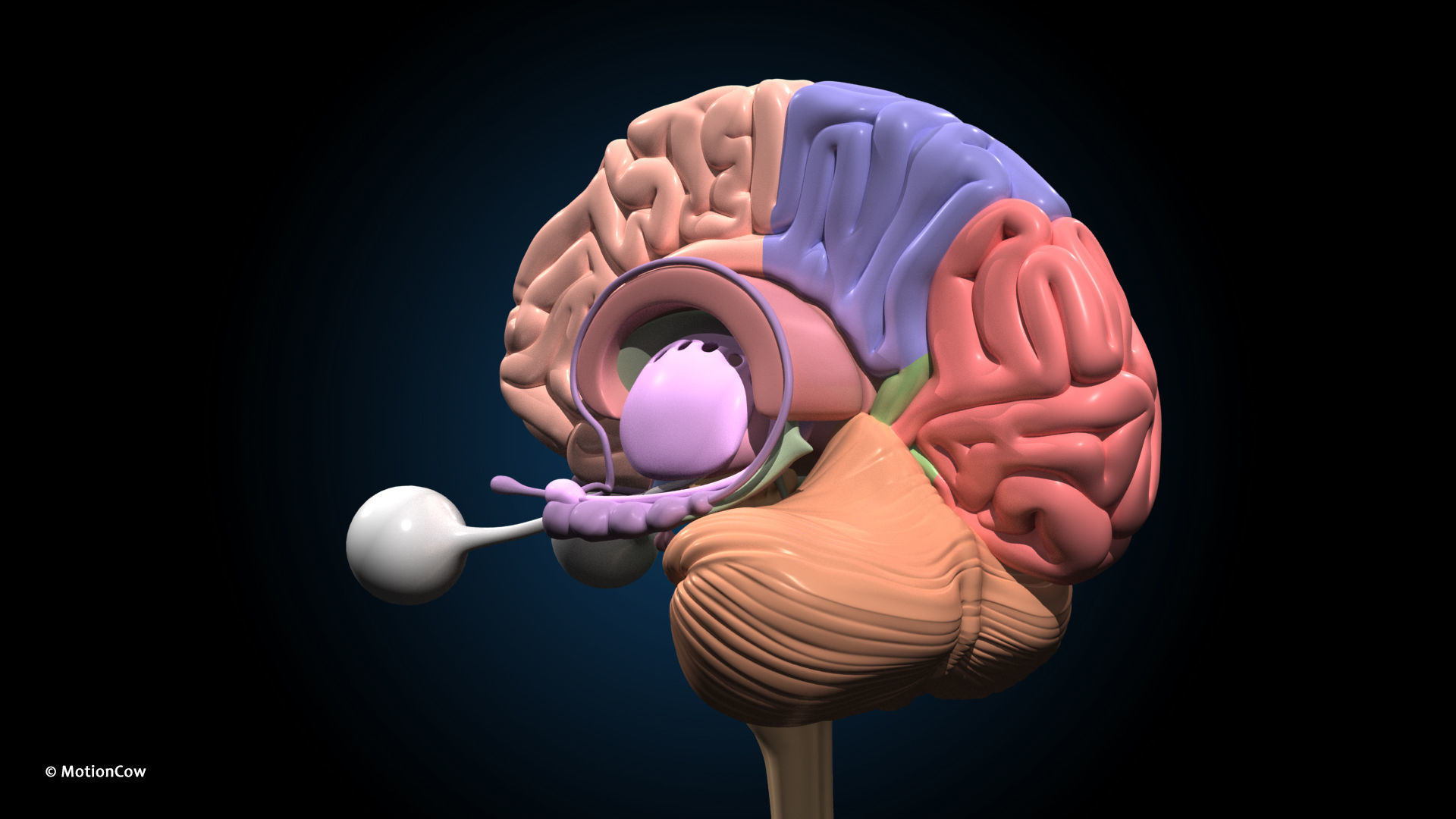 Ultimate Male Anatomy PRO V2 - Advanced Rig w Animation 3D model_41