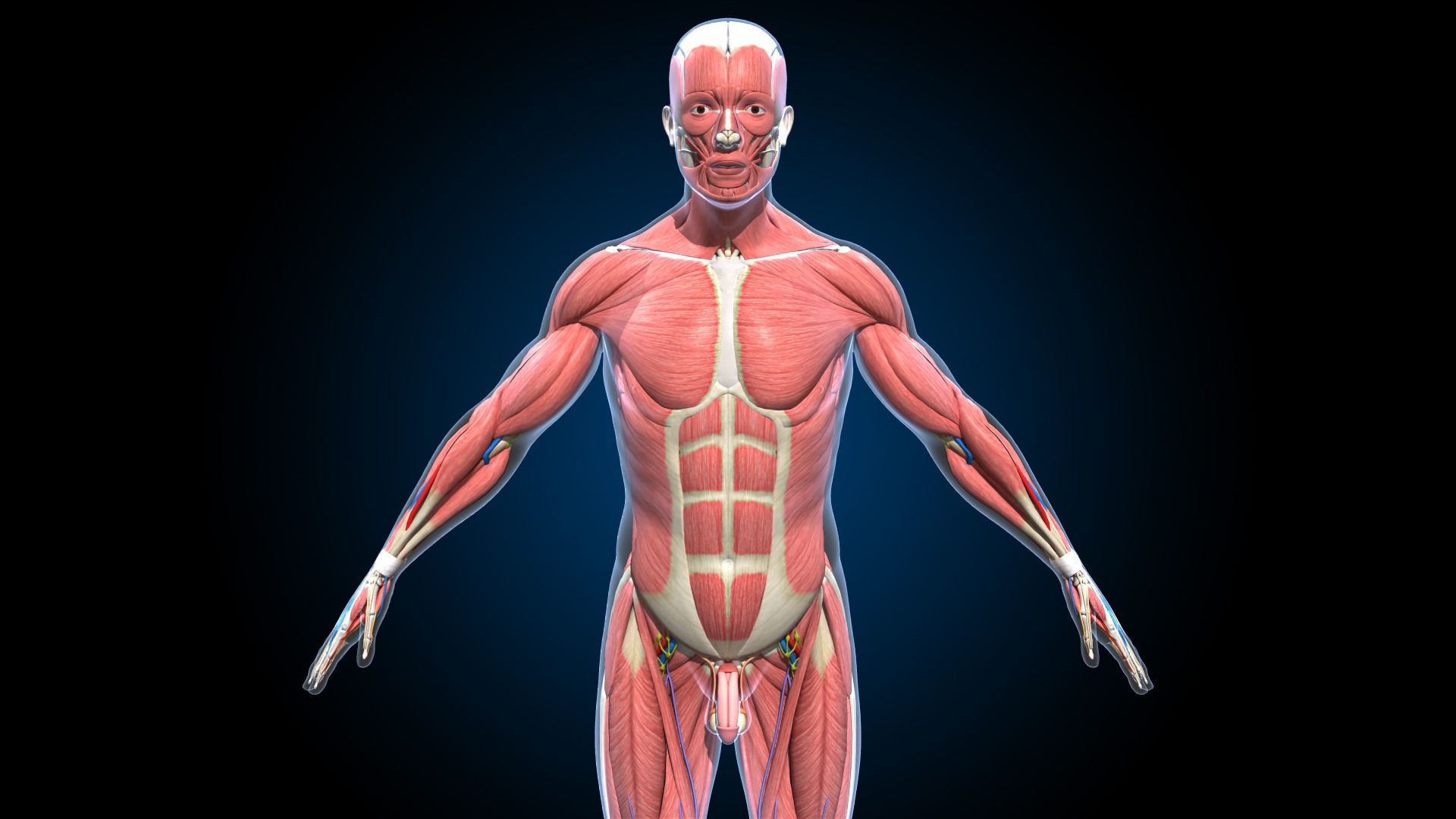 Ultimate Male Anatomy PRO V2 - Advanced Rig w Animation 3D model_5