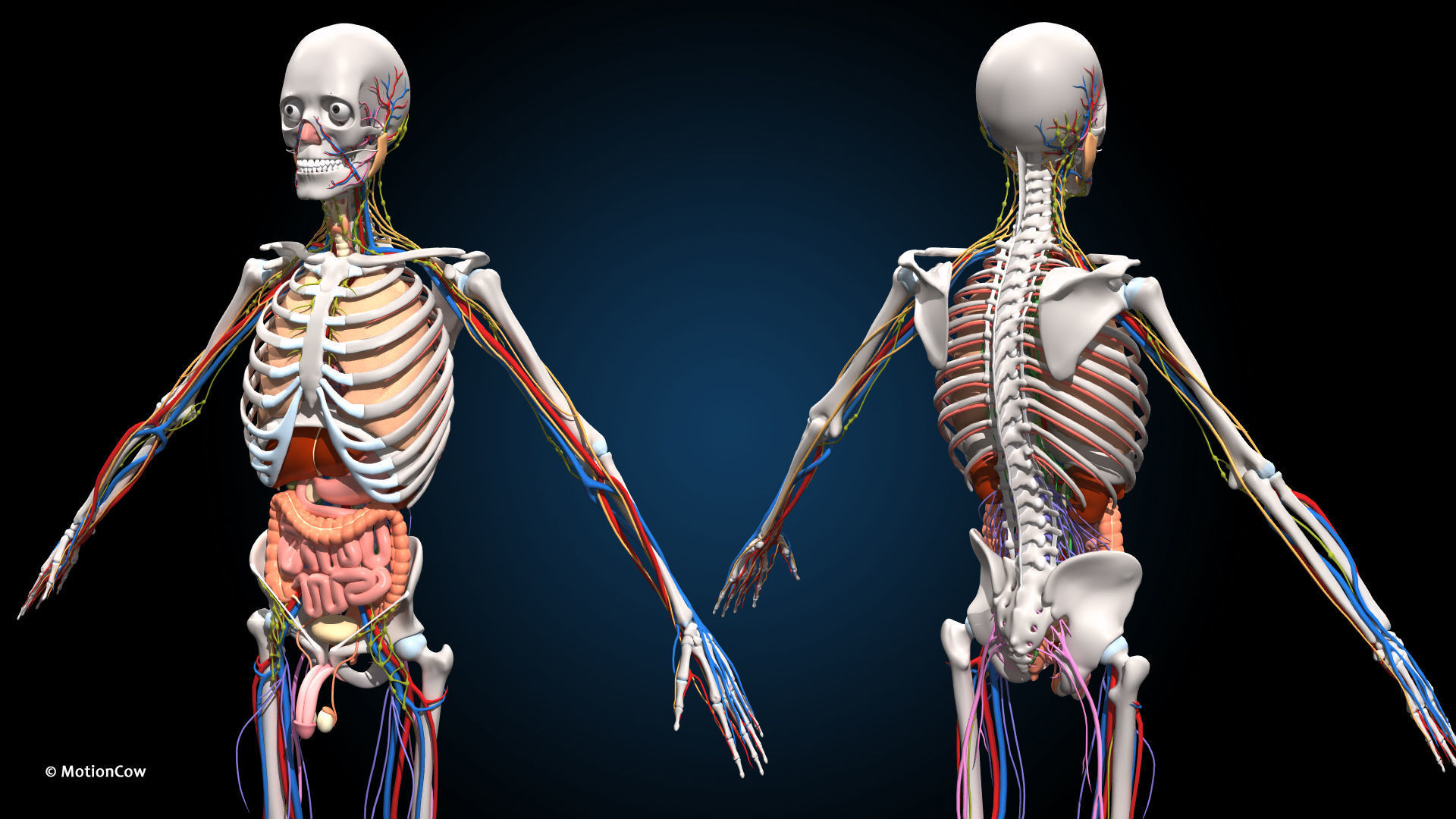 Ultimate Male Anatomy PRO V2 - Advanced Rig w Animation 3D model_14