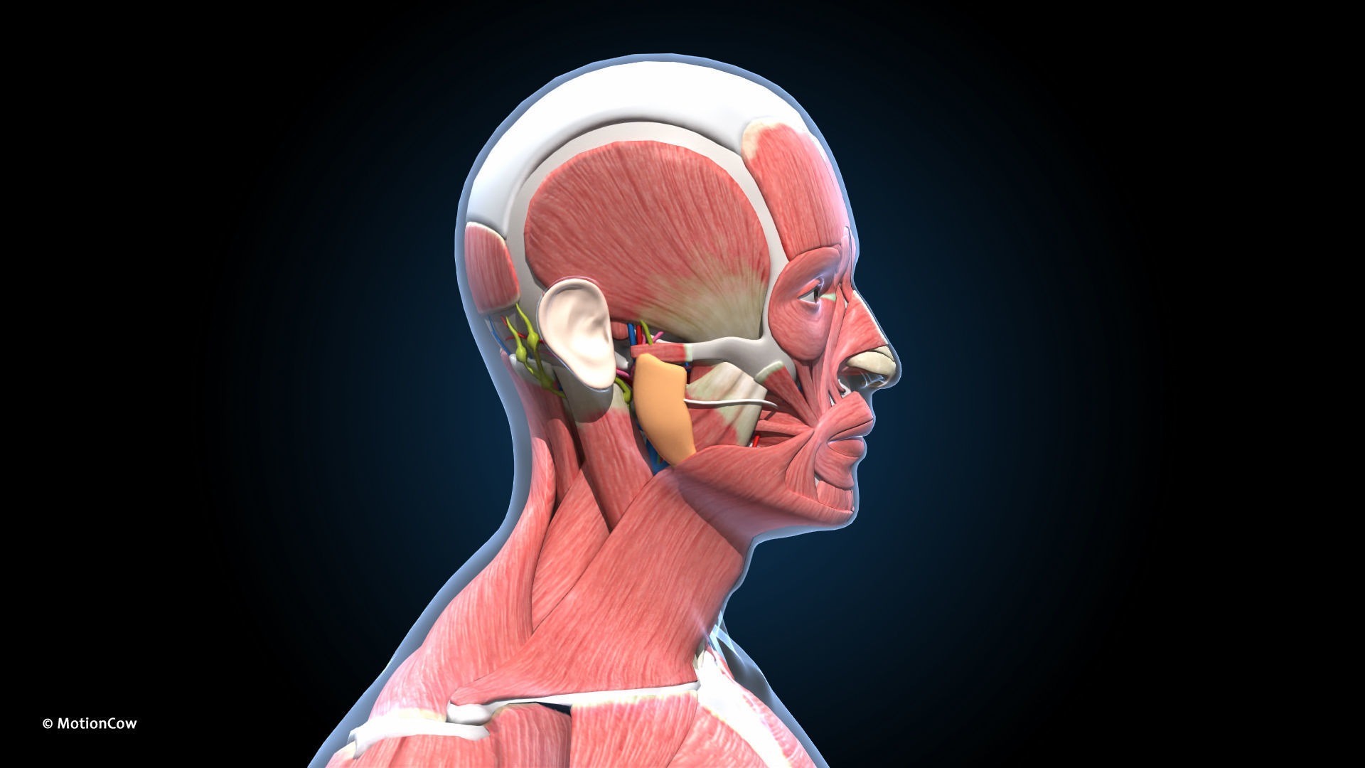Ultimate Male Anatomy PRO V2 - Advanced Rig w Animation 3D model_21
