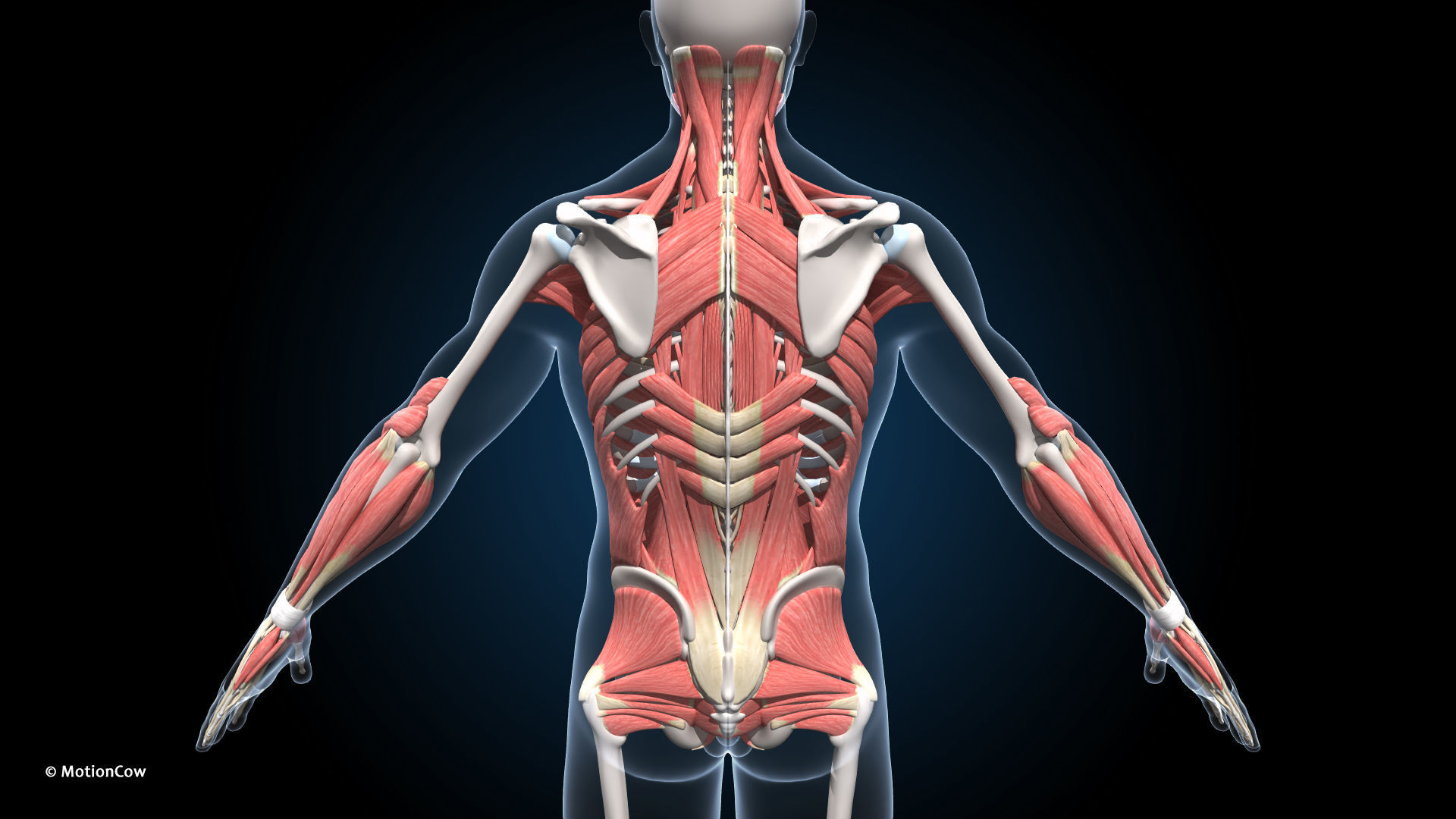 Ultimate Male Anatomy PRO V2 - Advanced Rig w Animation 3D model_30