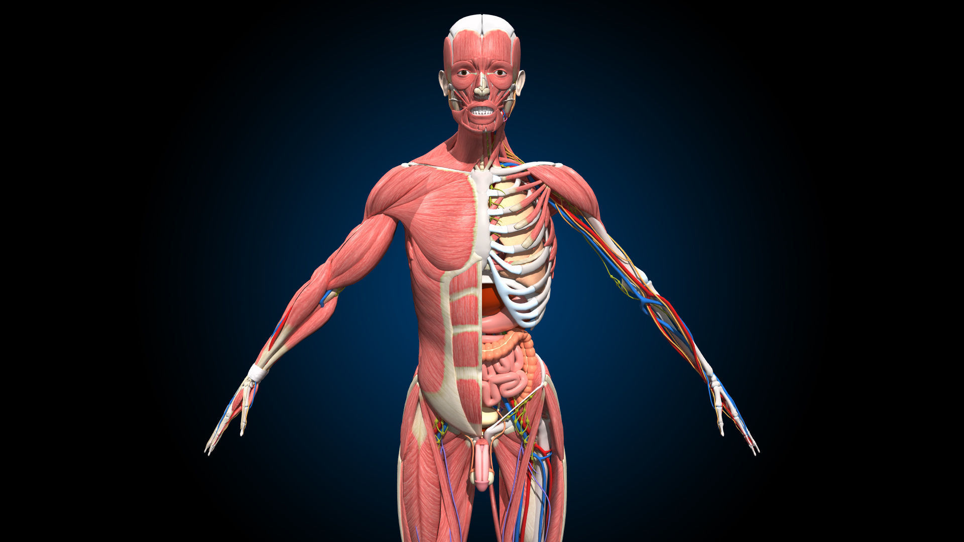 Ultimate Male Anatomy PRO V2 - Advanced Rig w Animation 3D model_6