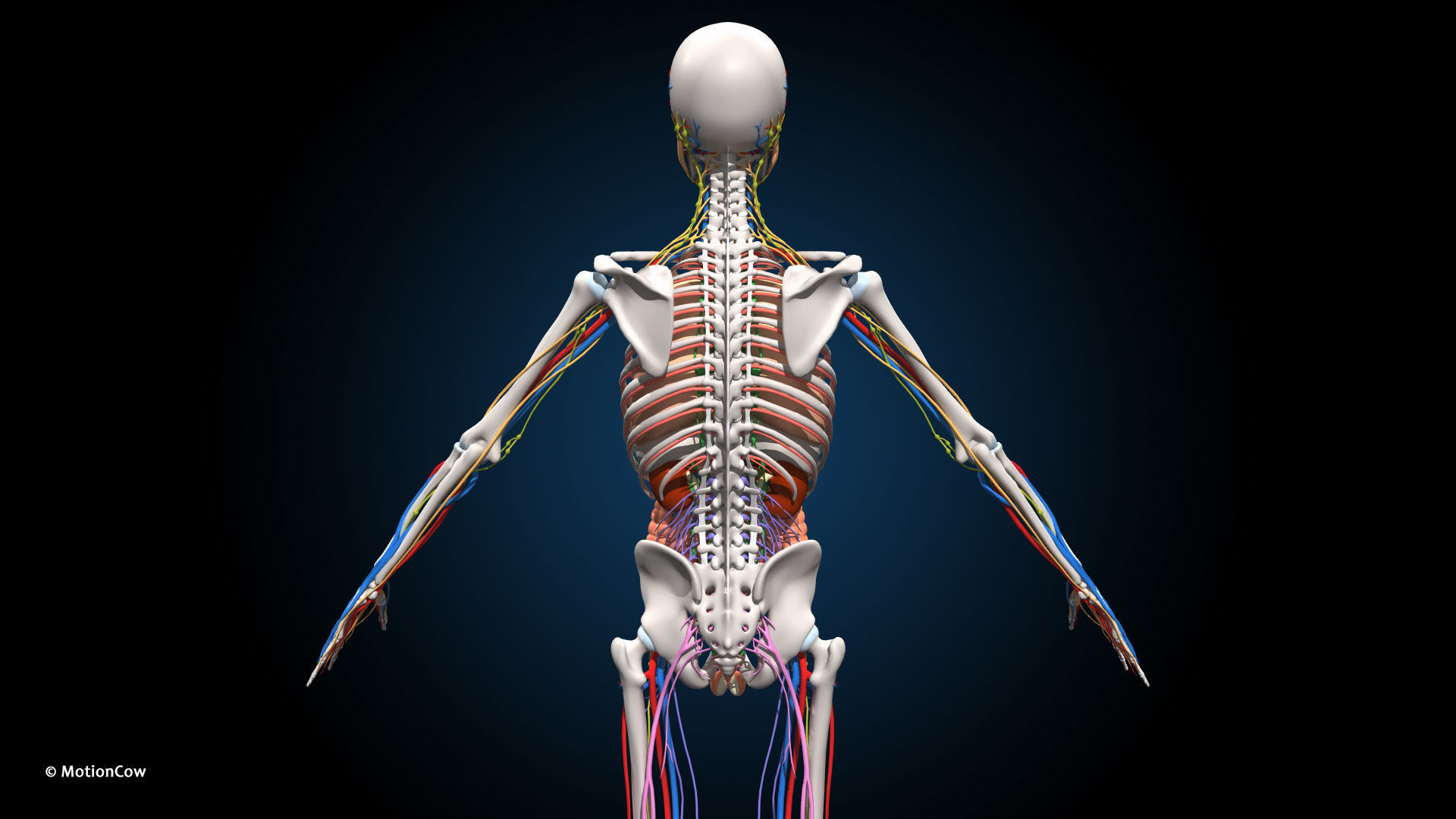 Ultimate Male Anatomy PRO V2 - Advanced Rig w Animation 3D model_11