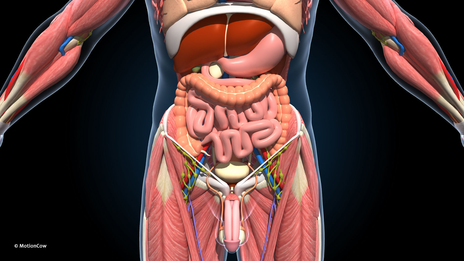 Ultimate Male Anatomy PRO V2 - Advanced Rig w Animation 3D model_32