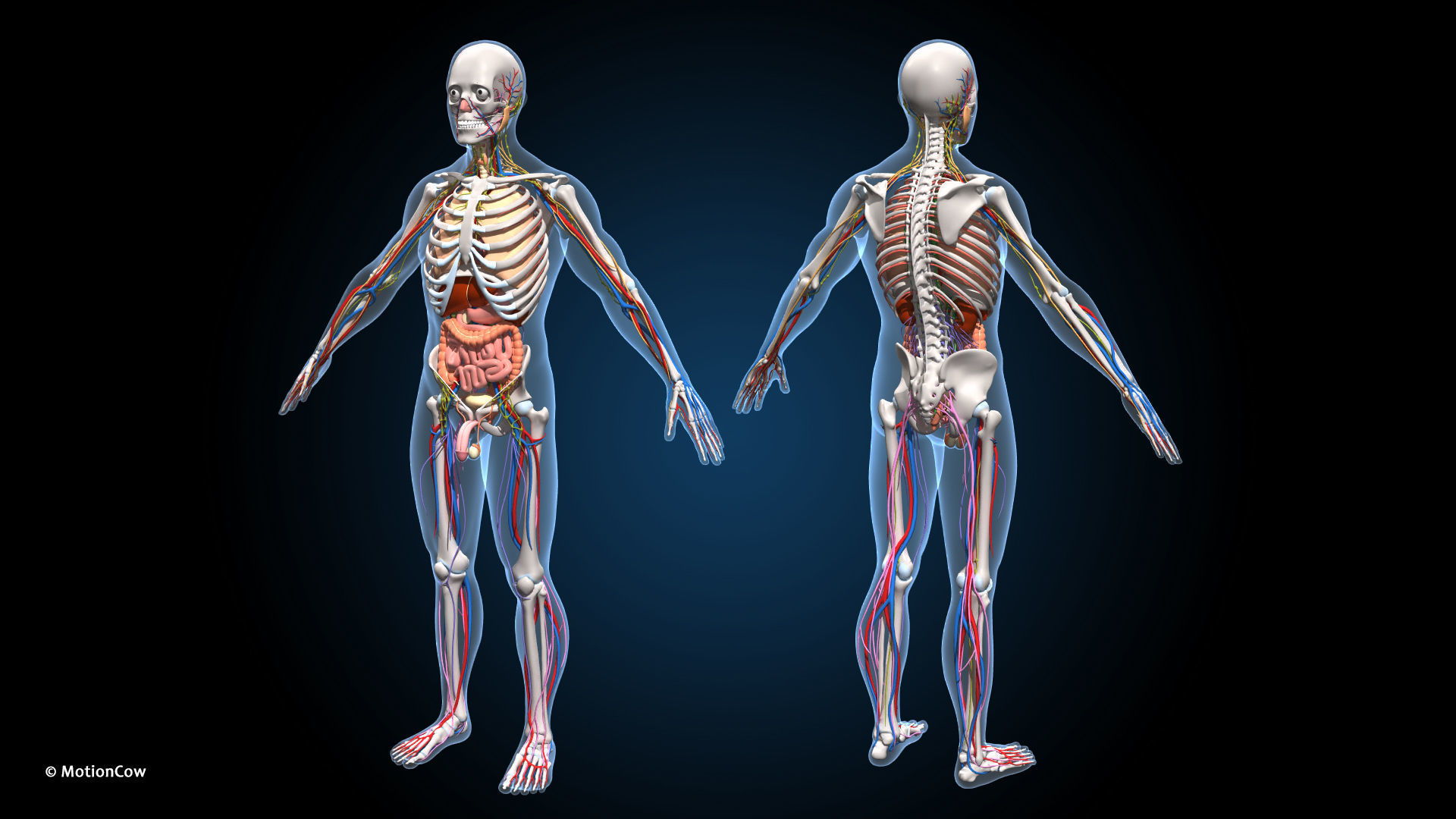 Ultimate Male Anatomy PRO V2 - Advanced Rig w Animation 3D model_17