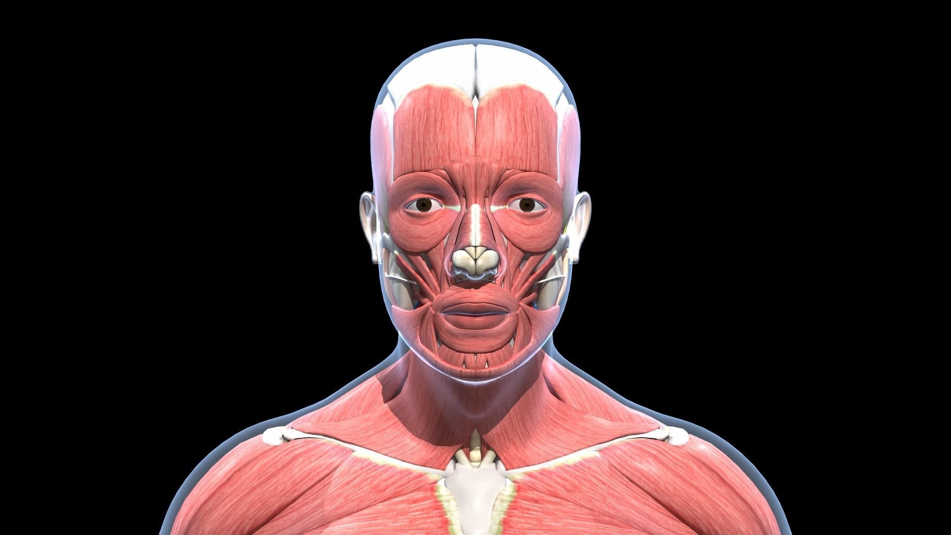 Ultimate Male Anatomy PRO V2 - Advanced Rig w Animation 3D model_20