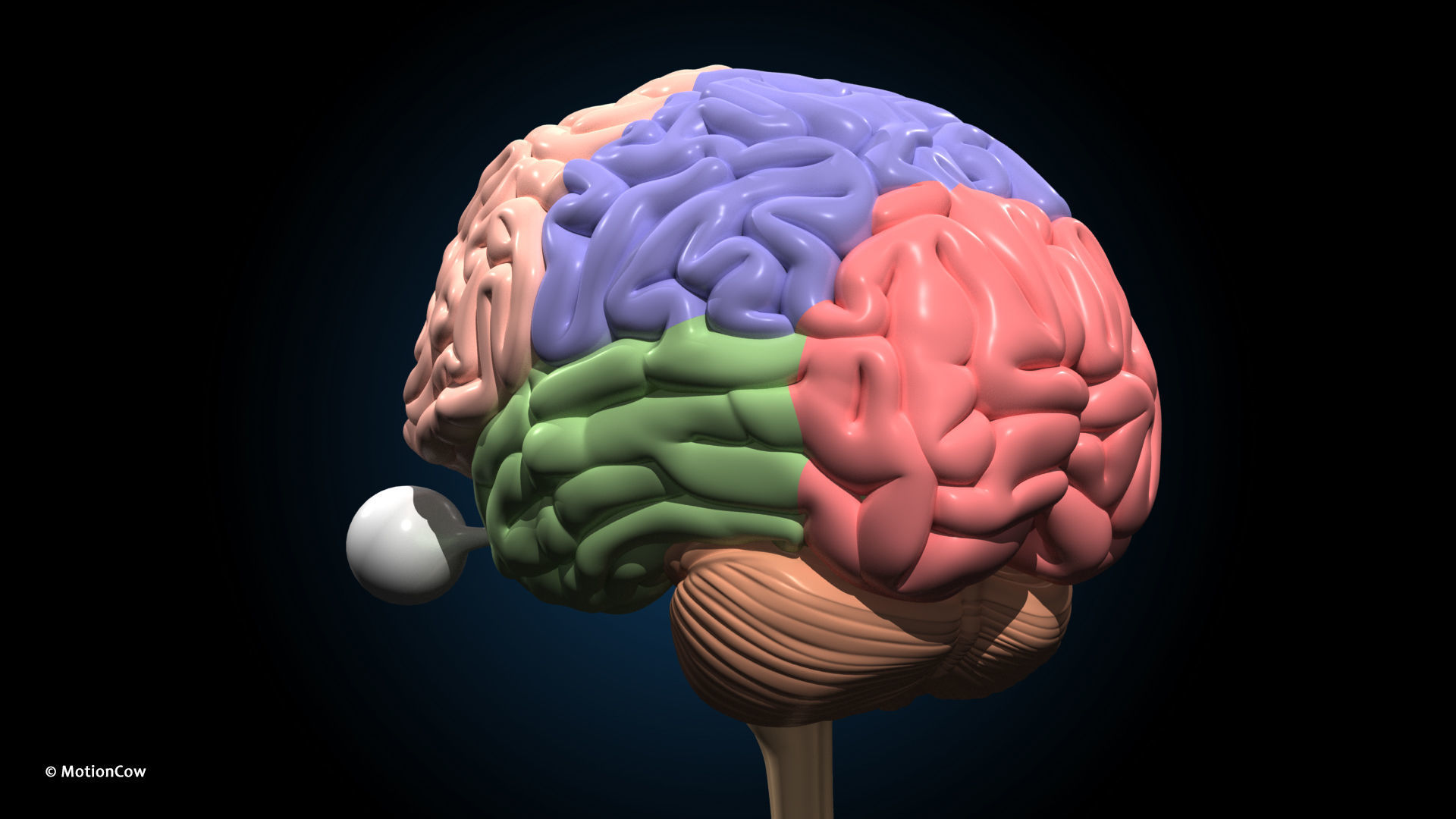 Ultimate Male Anatomy PRO V2 - Advanced Rig w Animation 3D model_40