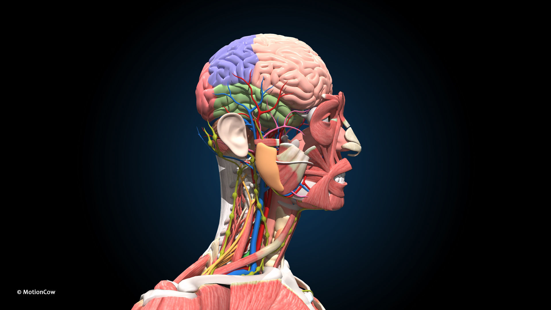 Ultimate Male Anatomy PRO V2 - Advanced Rig w Animation 3D model_26