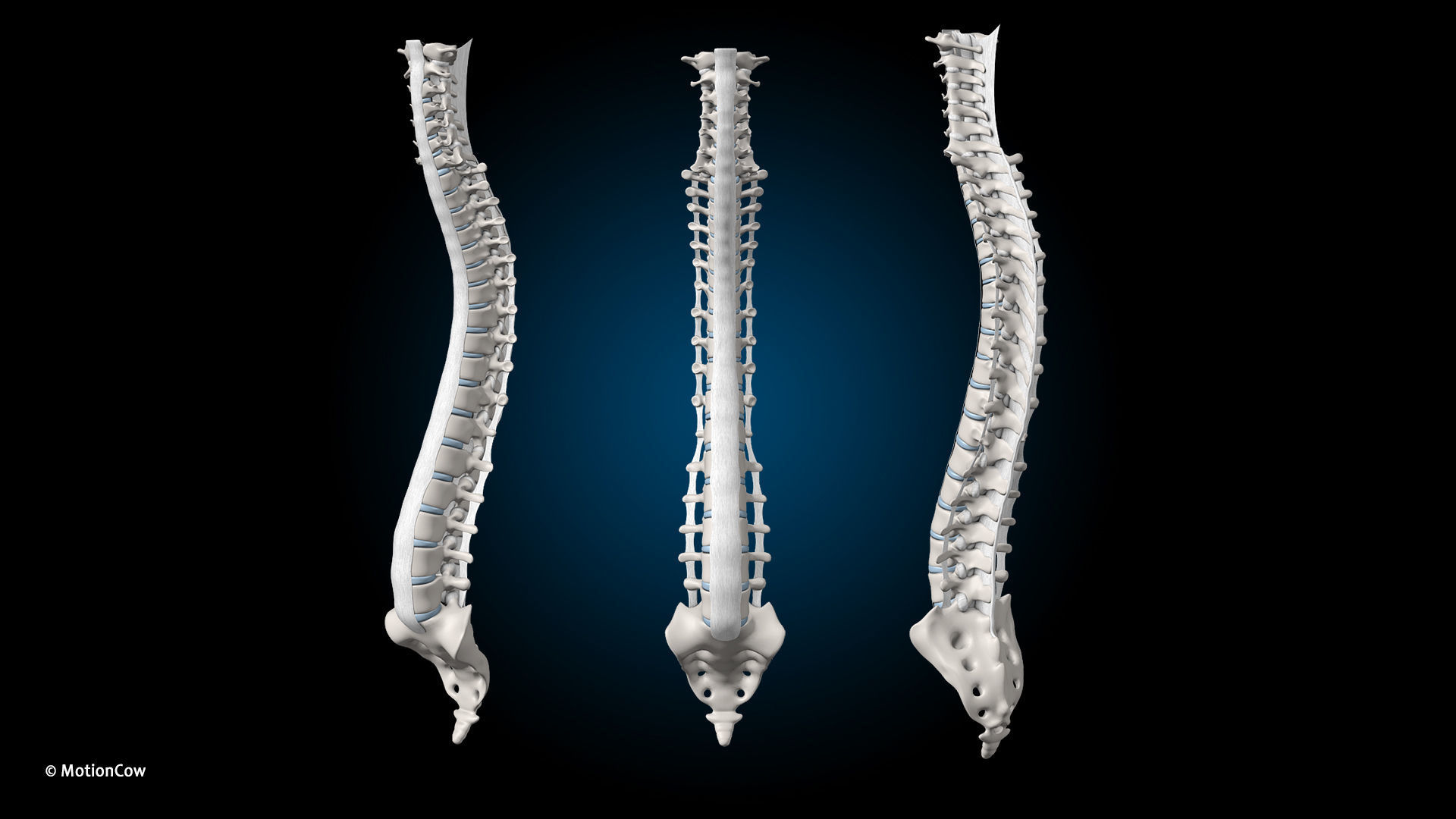 Ultimate Male Anatomy PRO V2 - Advanced Rig w Animation 3D model_51