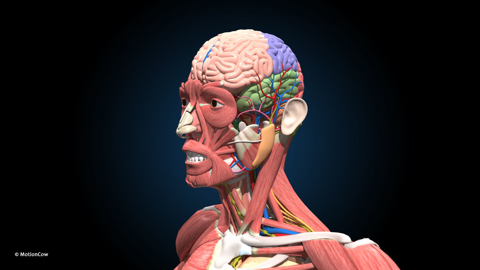 Ultimate Male Anatomy PRO V2 - Advanced Rig w Animation 3D model_24