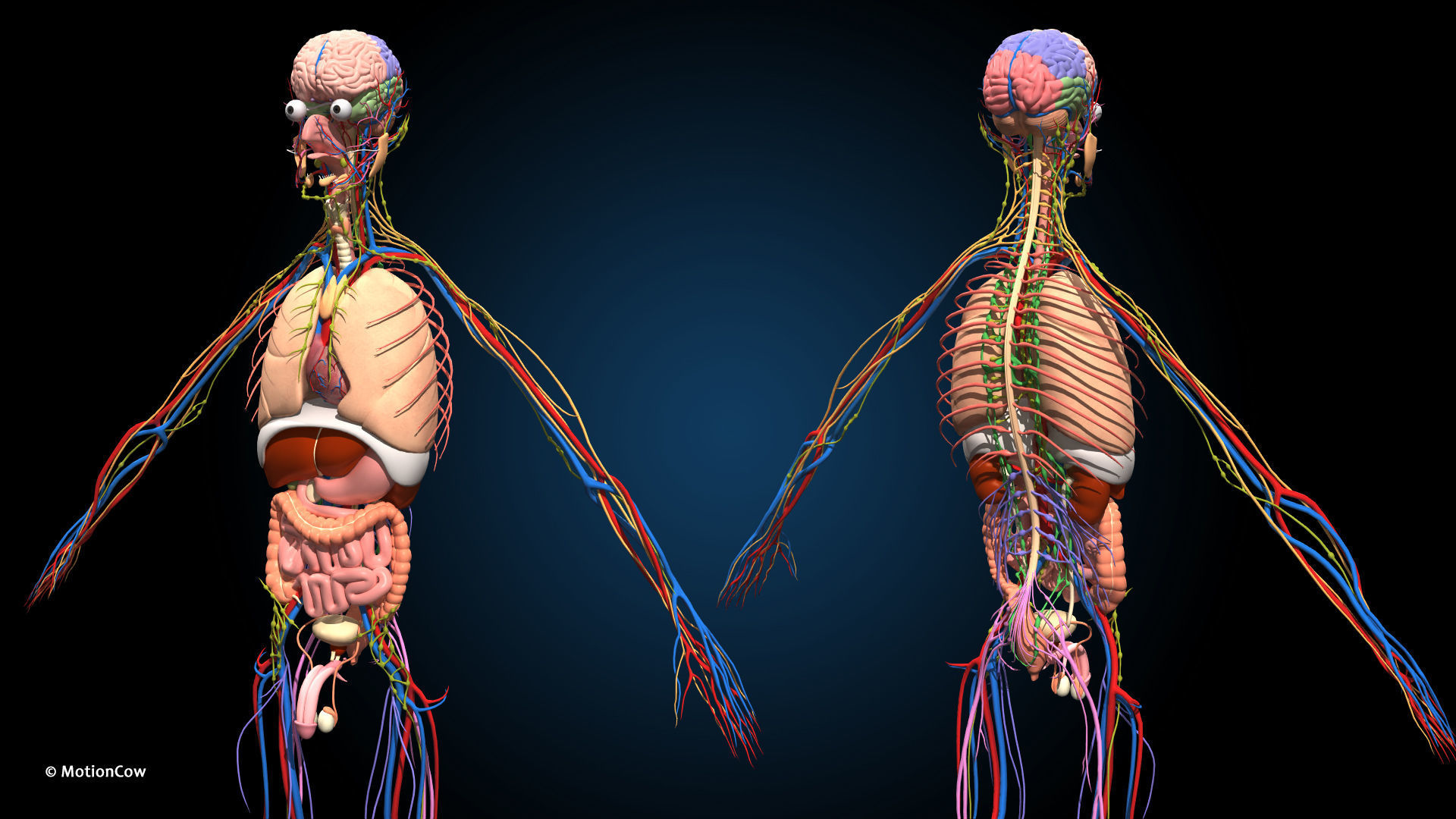 Ultimate Male Anatomy PRO V2 - Advanced Rig w Animation 3D model_15