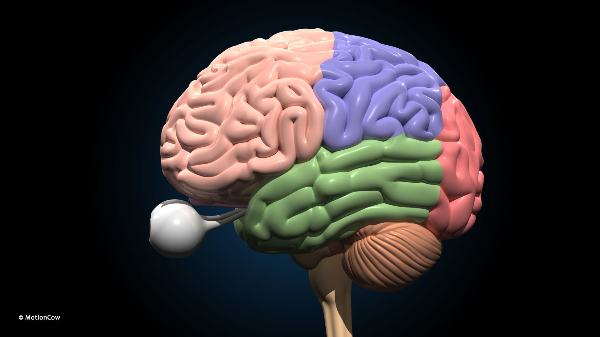 Ultimate Male Anatomy PRO V2 - Advanced Rig w Animation 3D model_43