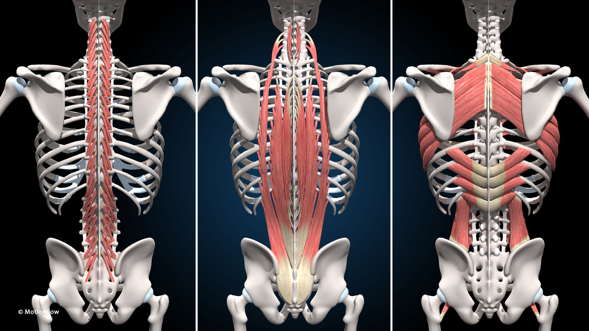 Ultimate Male Anatomy PRO V2 - Advanced Rig w Animation 3D model_31