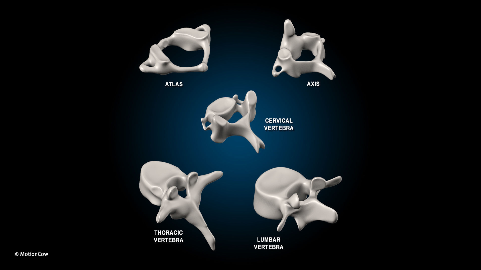 Ultimate Male Anatomy PRO V2 - Advanced Rig w Animation 3D model_49