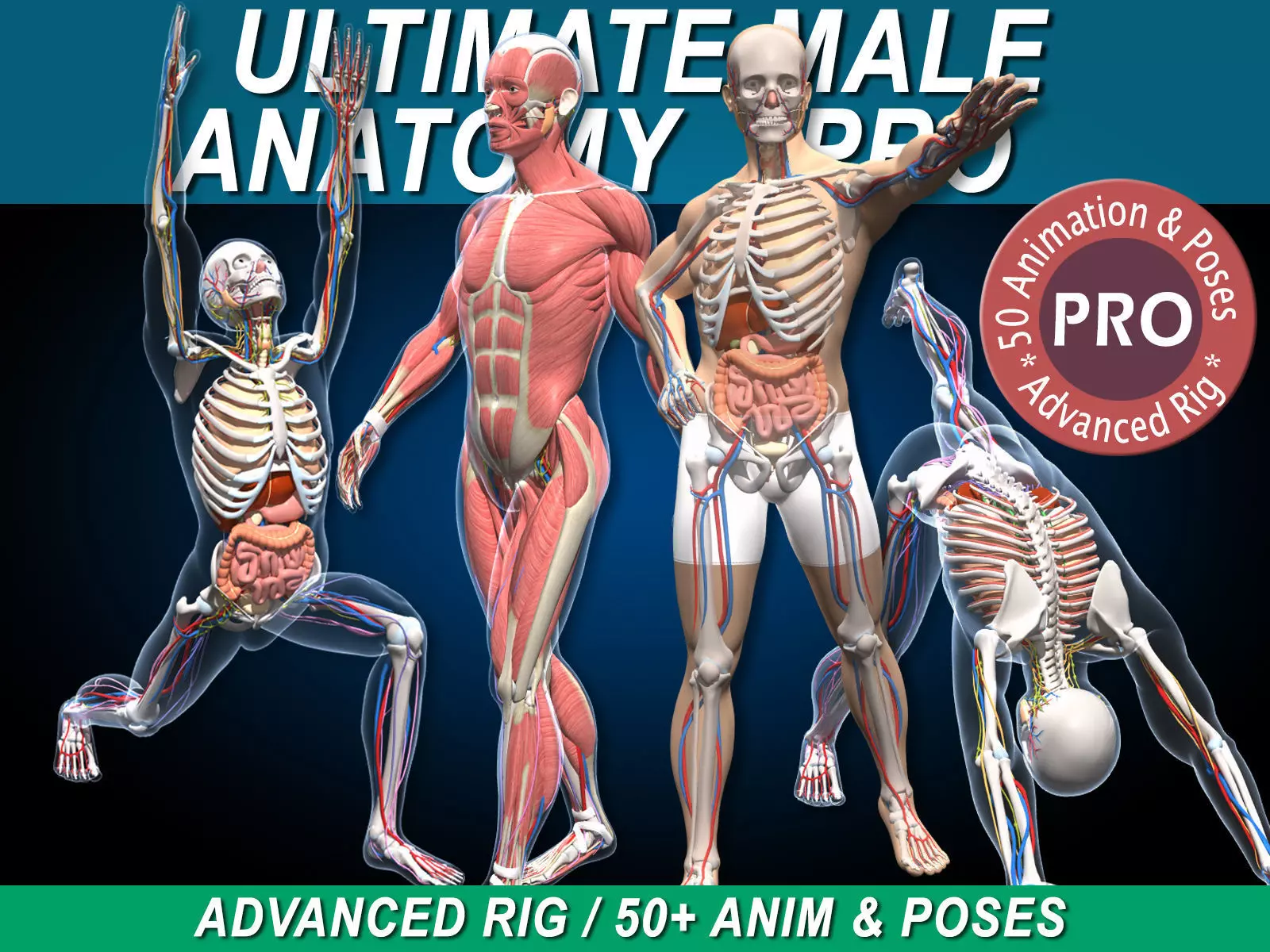 Ultimate Male Anatomy PRO V2 - Advanced Rig w Animation 3D model_0