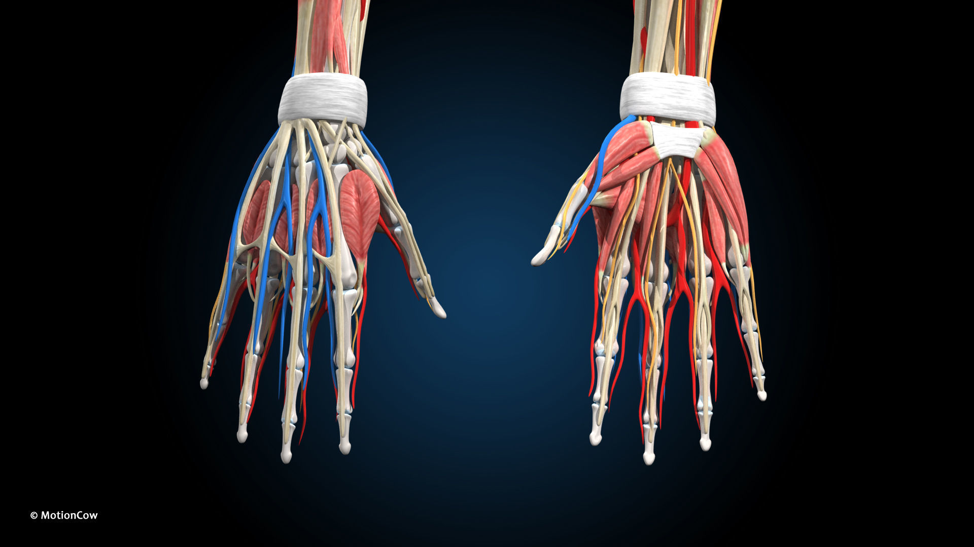 Ultimate Male Anatomy PRO V2 - Advanced Rig w Animation 3D model_29