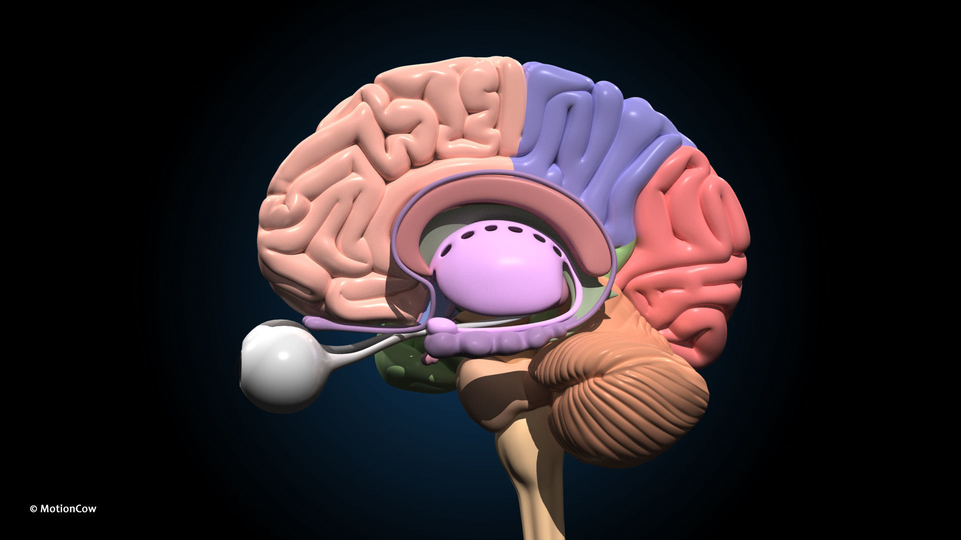 Ultimate Male Anatomy PRO V2 - Advanced Rig w Animation 3D model_44