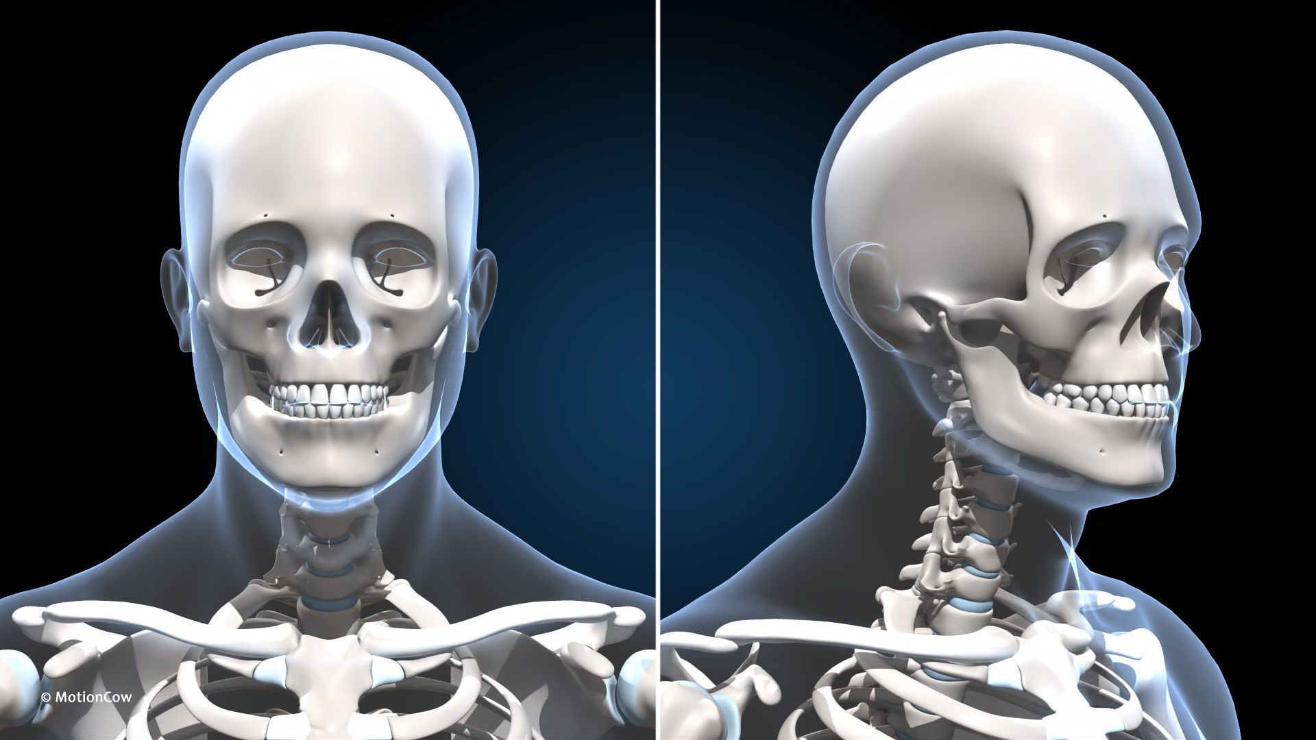 Ultimate Male Anatomy PRO V2 - Advanced Rig w Animation 3D model_46
