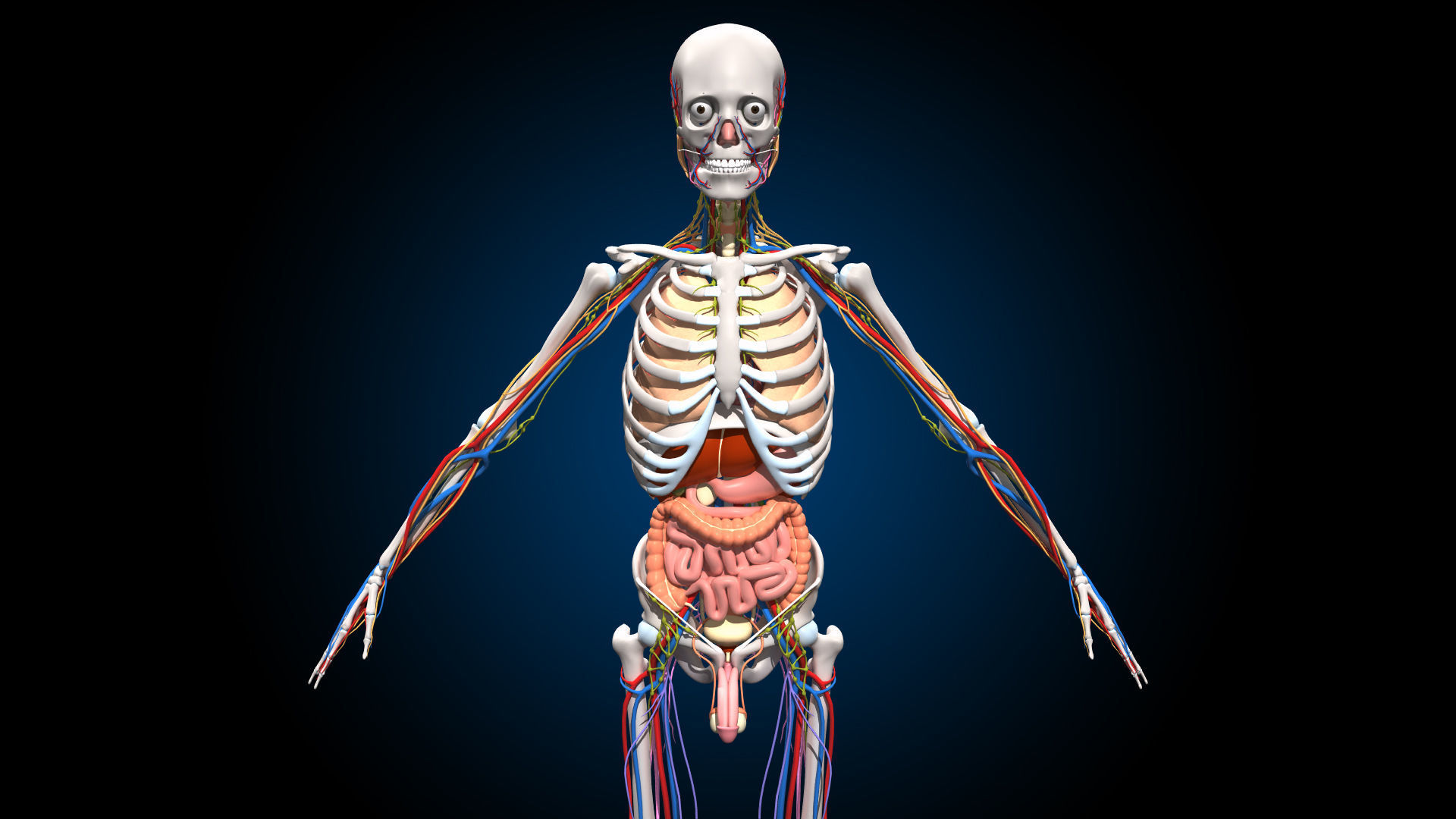 Ultimate Male Anatomy PRO V2 - Advanced Rig w Animation 3D model_7