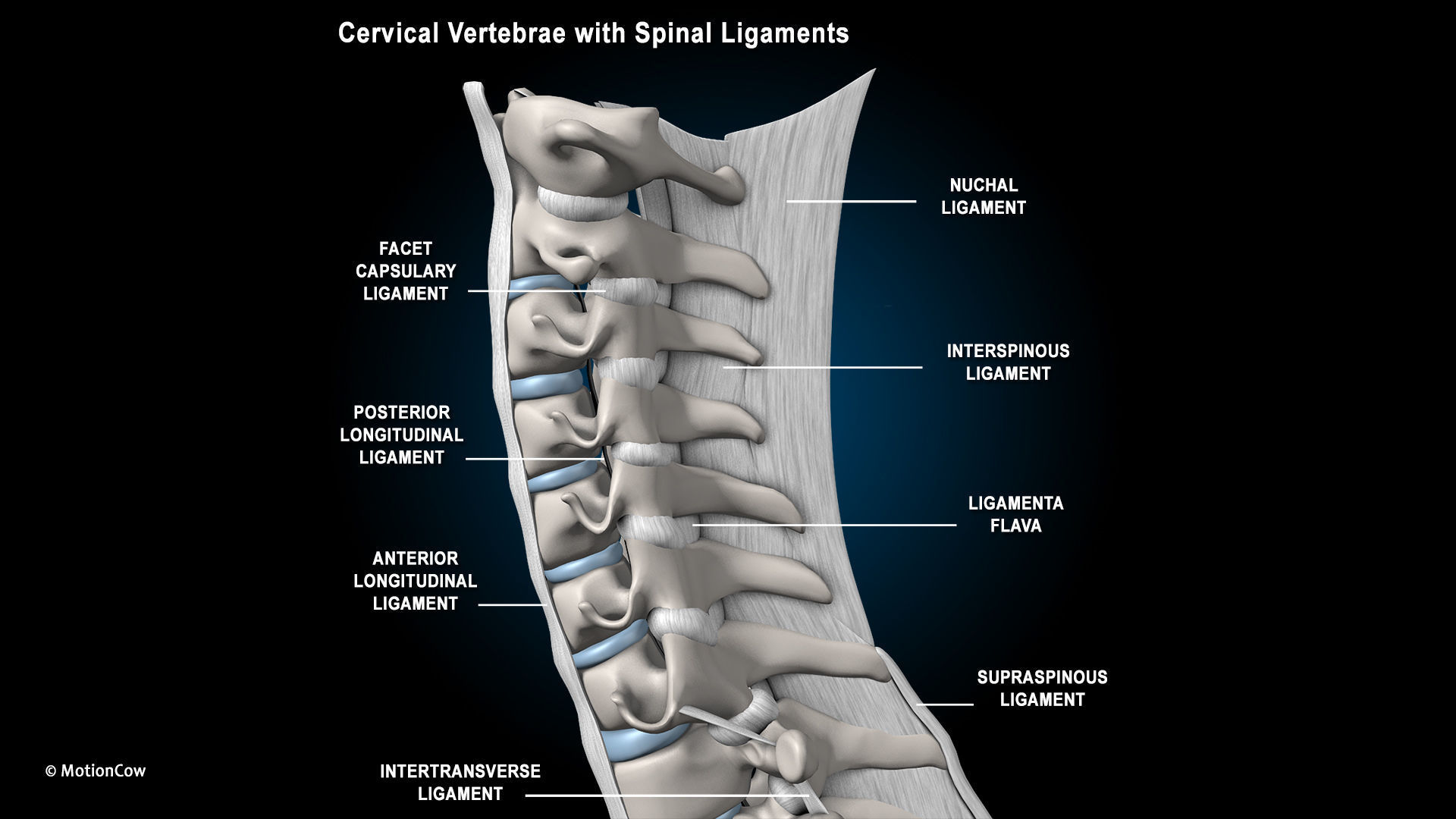 Ultimate Male Anatomy PRO V2 - Advanced Rig w Animation 3D model_50